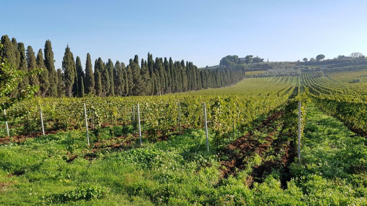 Tenuta Di Pietra Porzia Monte Porzio Catone Eksteriør bilde